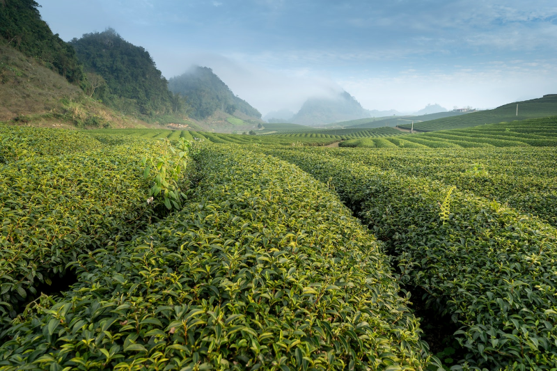 Himalayan Pain Relief Tea
