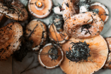 best mushroom for pain relief