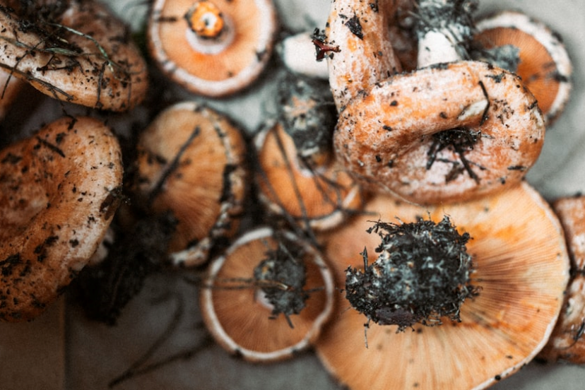 best mushroom for pain relief