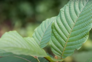 kratom pain relief